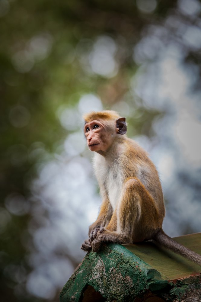 Photograph by Murugaiah Saravanan