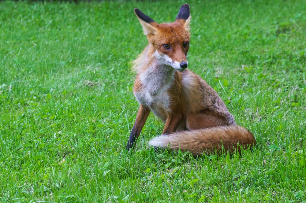 Незнакомка