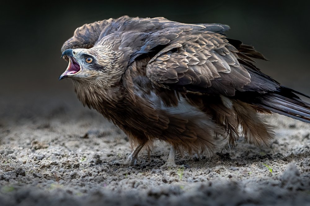 Błotniak stawowy (Circus aeruginosus)