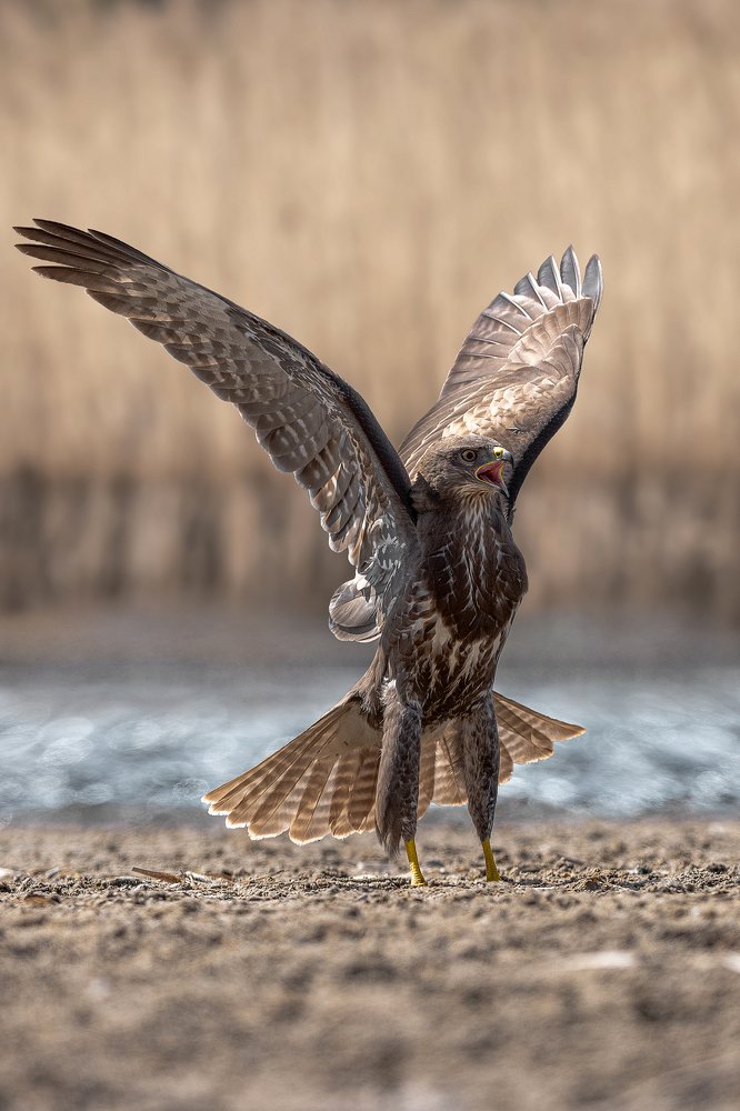 Myszołów zwyczajny, (Buteo buteo)