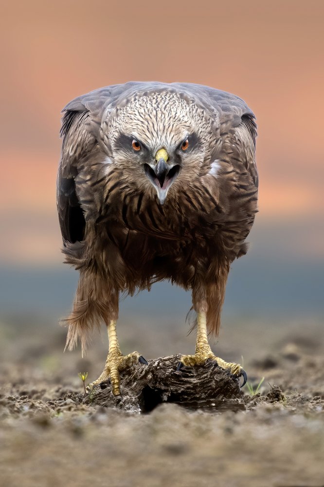 Błotniak stawowy (Circus aeruginosus)