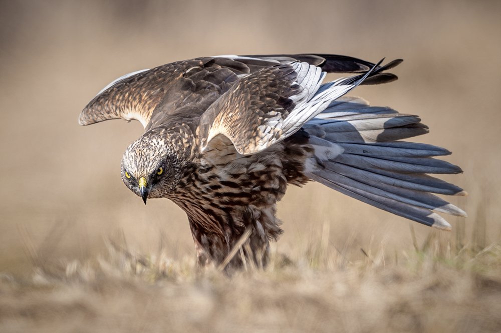 Błotniak stawowy (Circus aeruginosus)