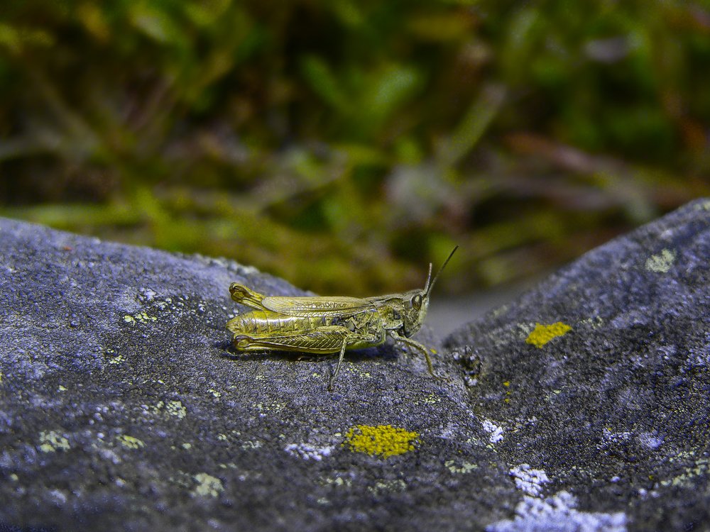 Photograph by Елена Плахотько