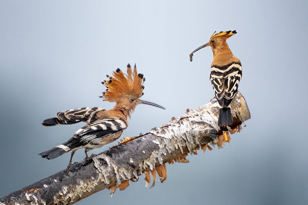 Ptak  dudek zwyczajny ( Upupa epops )