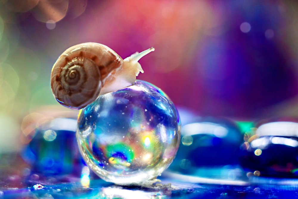 Rainbow macro of a snail