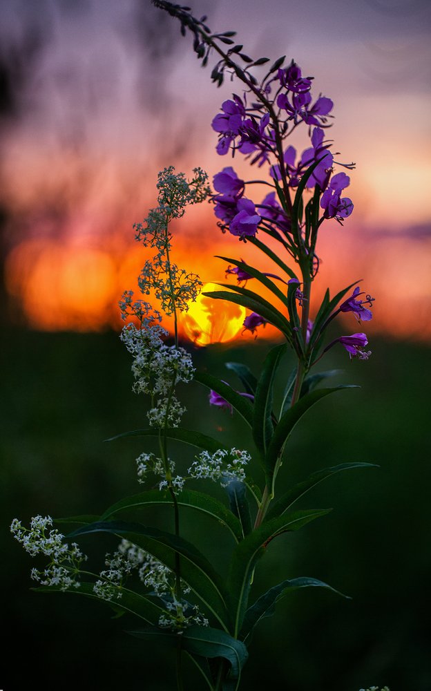 Photograph by Евгений Цветков