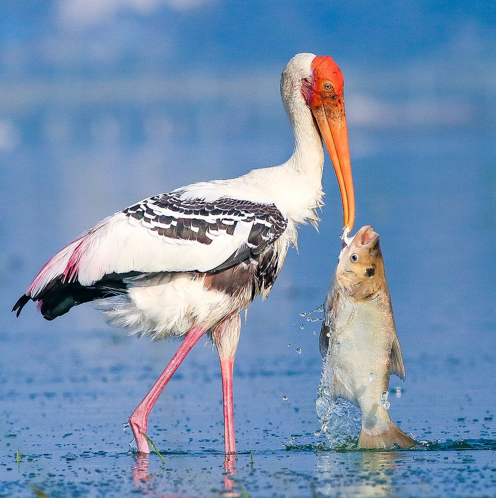 Photograph by Jagadeesh Golla