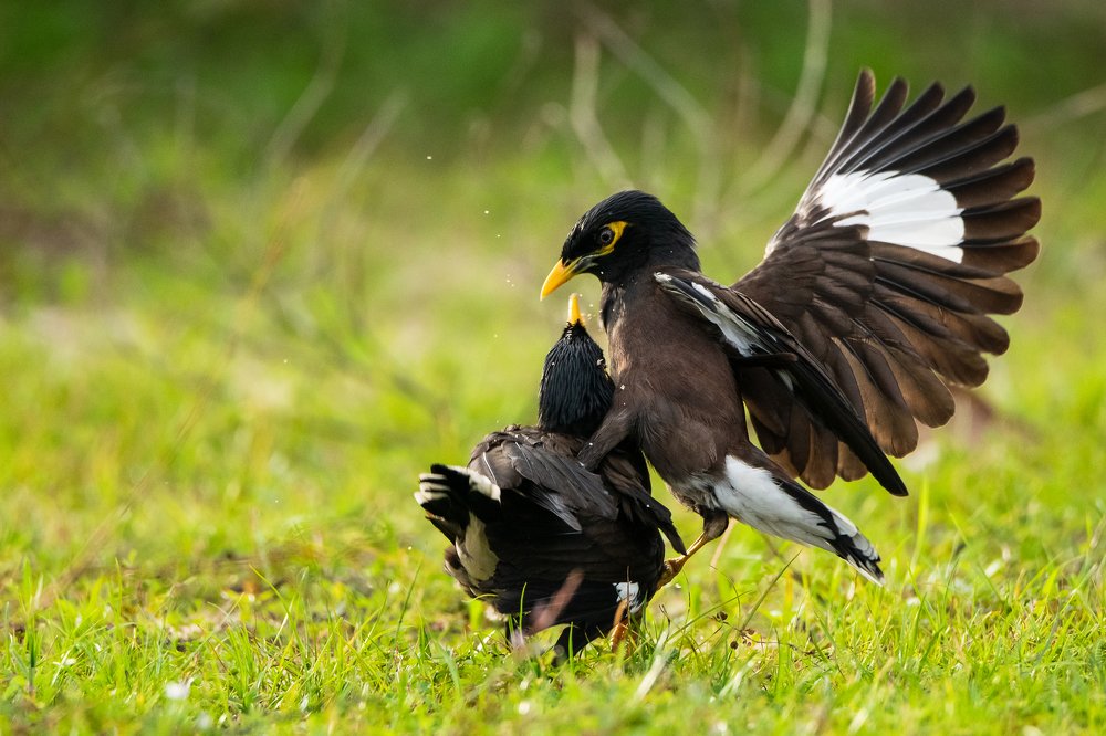 Photograph by Thillainayagam Sabesh