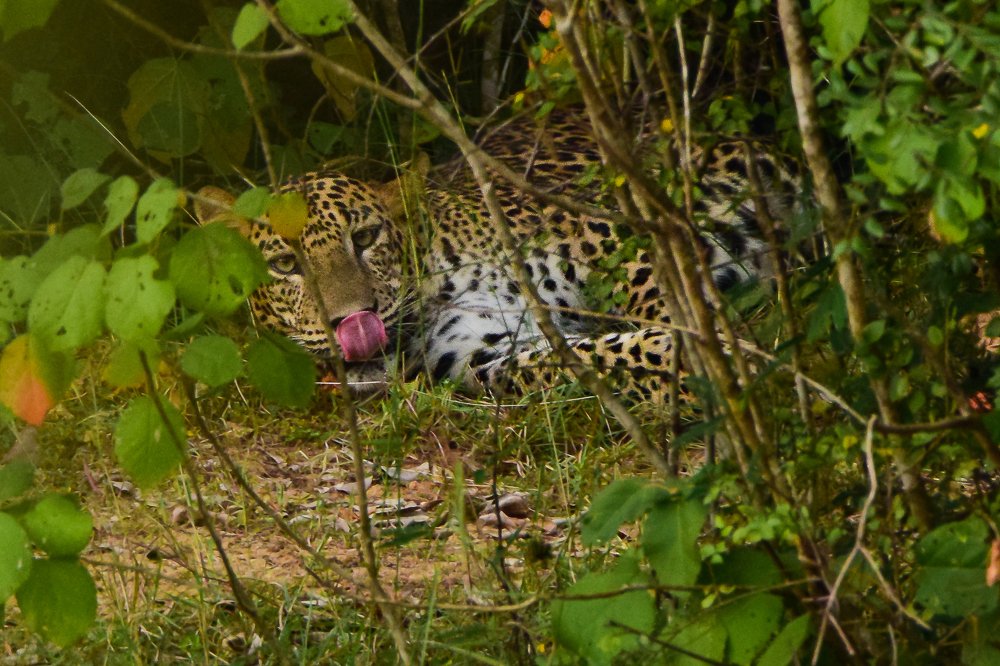 Photograph by Thillainayagam Sabesh