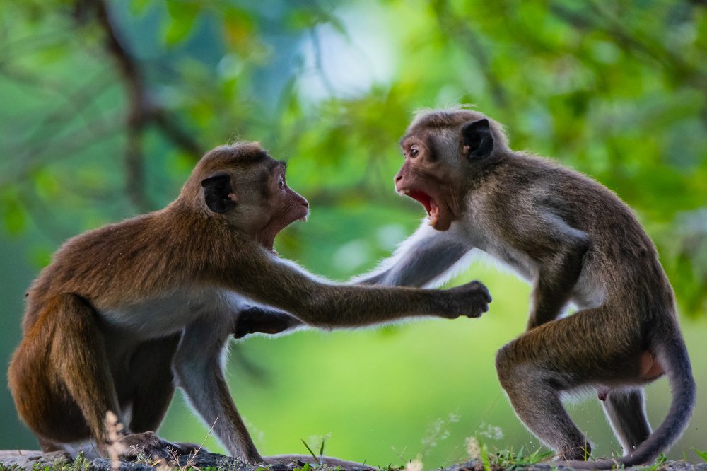 Photograph by Thillainayagam Sabesh