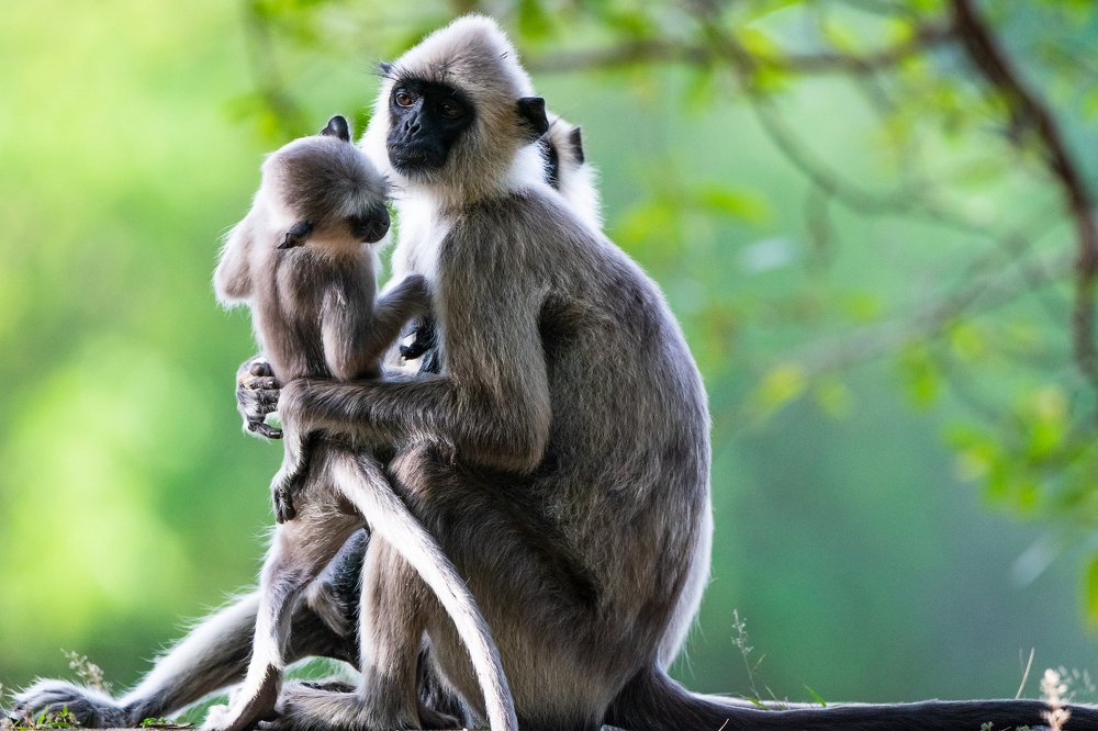 Northern plains gray Langur