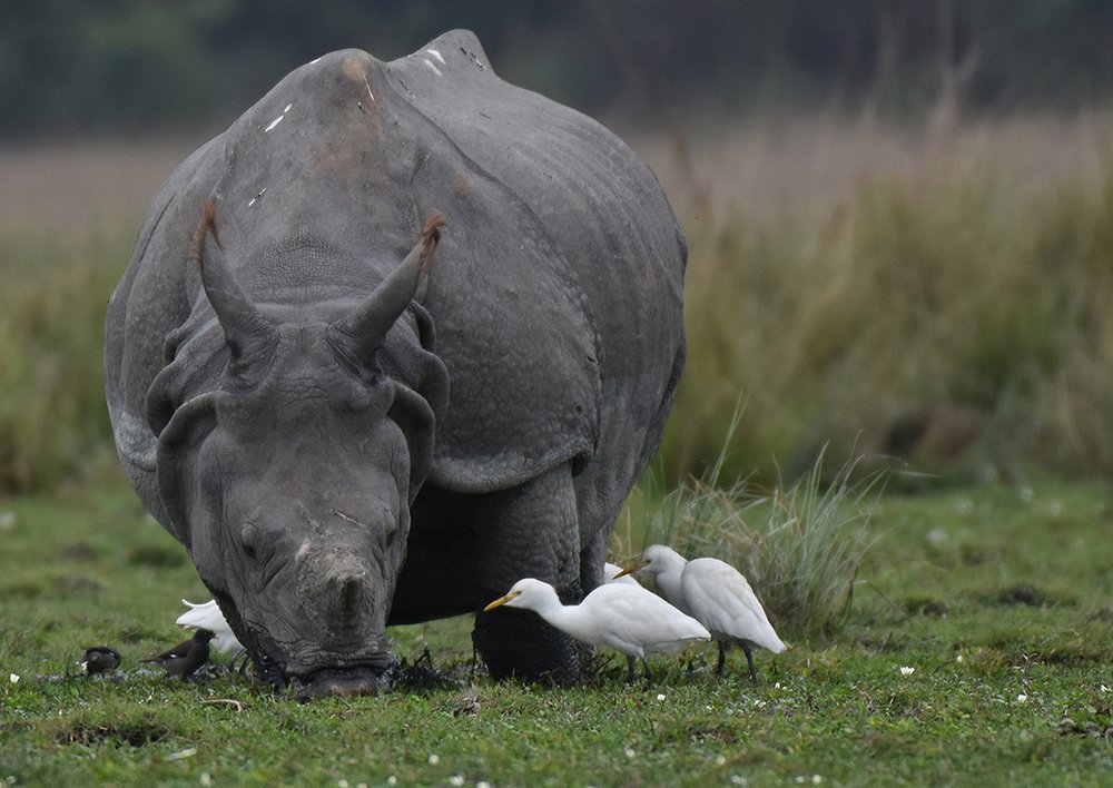 Symbiotic Relationship