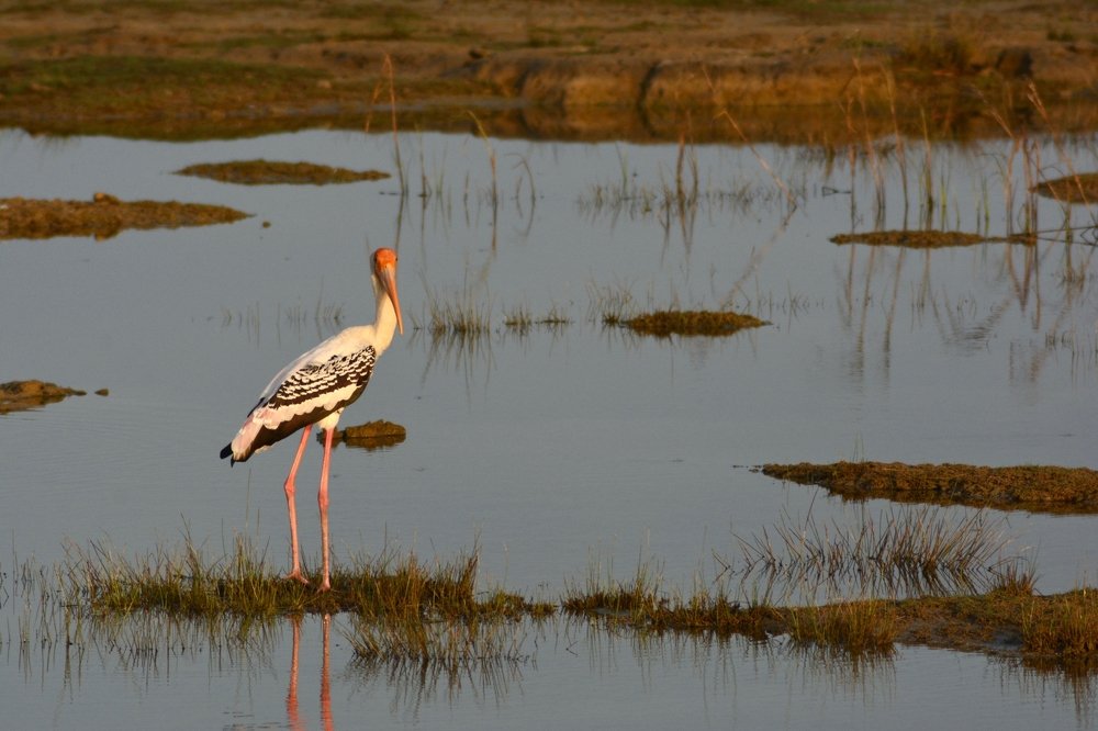 Photograph by Bhavana Sivayokan