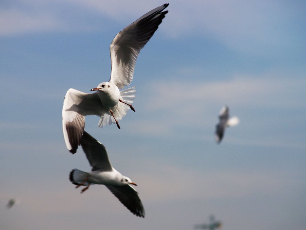 Photograph by Abdolreza Aleagha