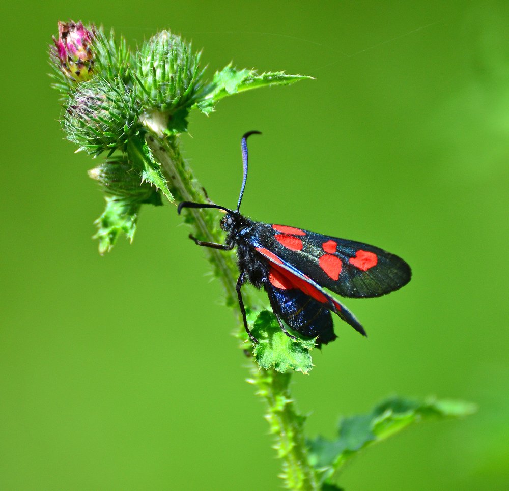 Фотография автора Антип
