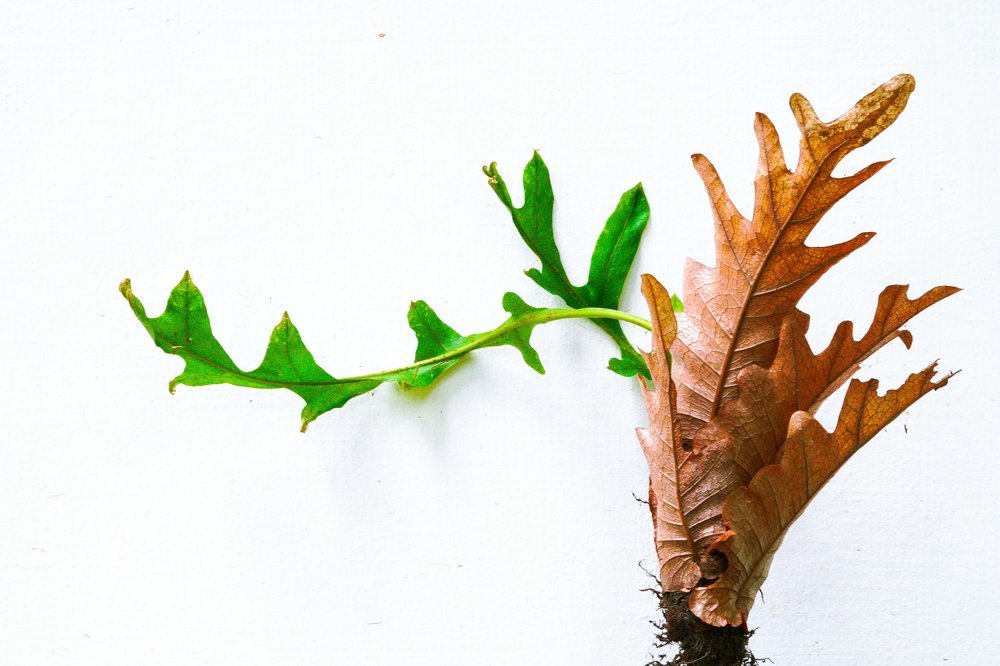 Photograph by Akhil Nadh PC