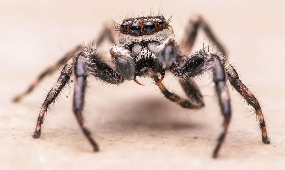 Photograph by Souvick Mukherjee