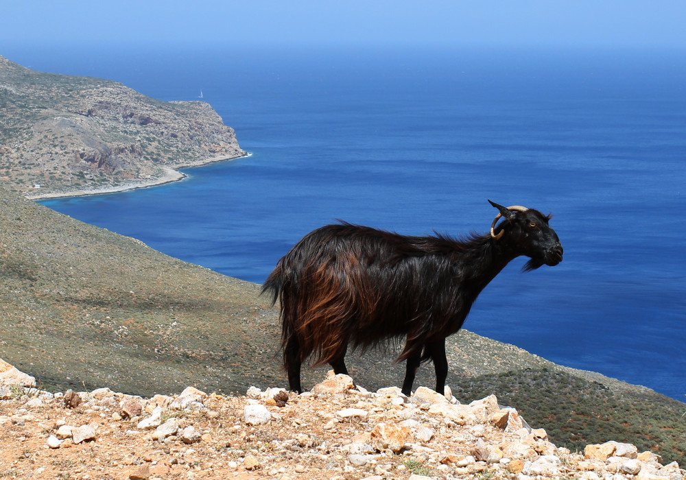 Sea goat