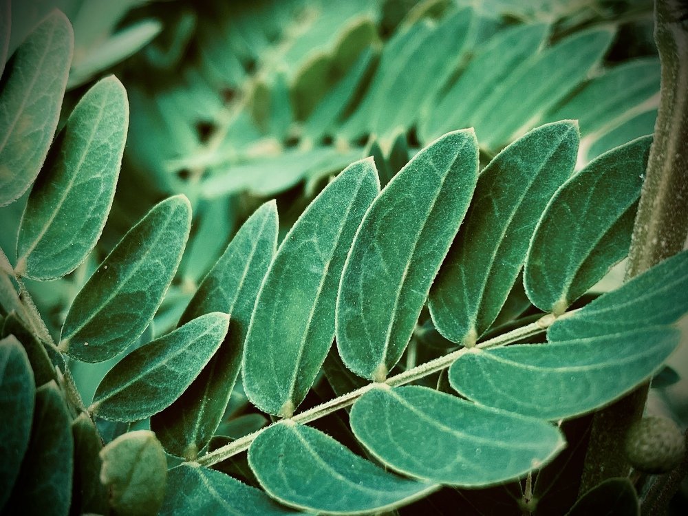 Photograph by Kevin JUBAL Nkenko