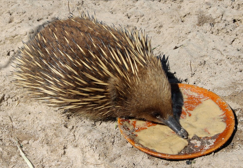 Australian echidna