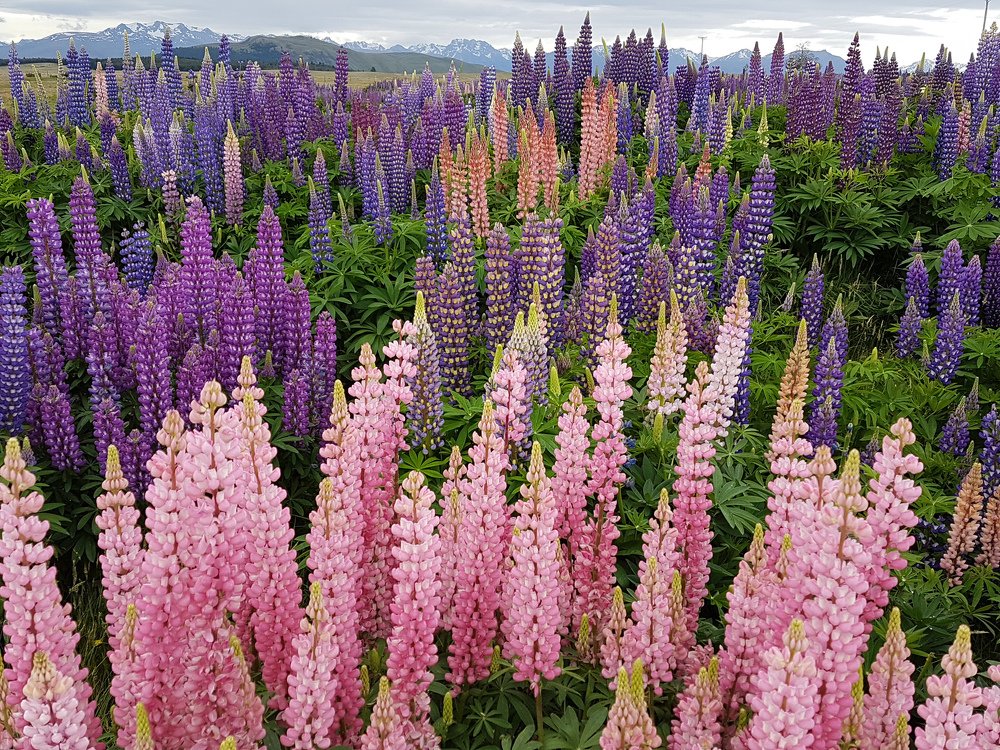 Lupins