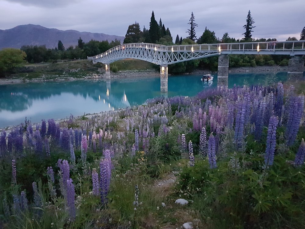 Bridge and lupins