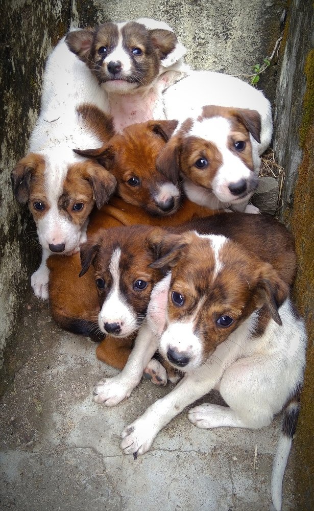 Фотография автора Parag Purkar