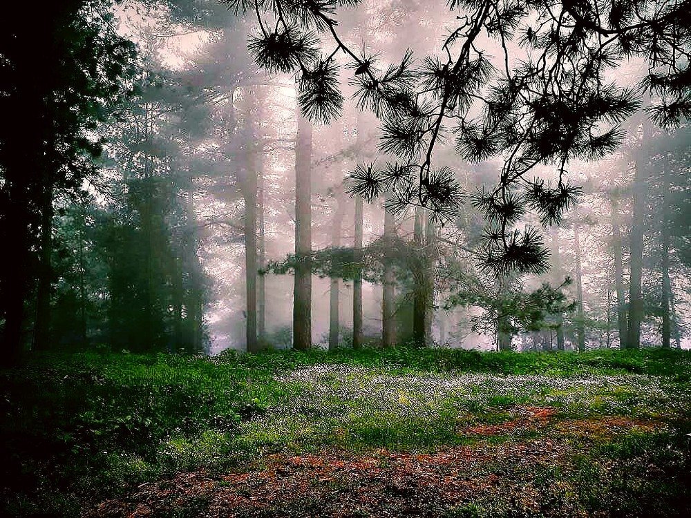 Фотография автора Mansoor Heydaryan