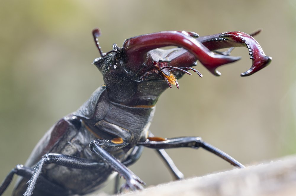 Photograph by Юрій Стороженко