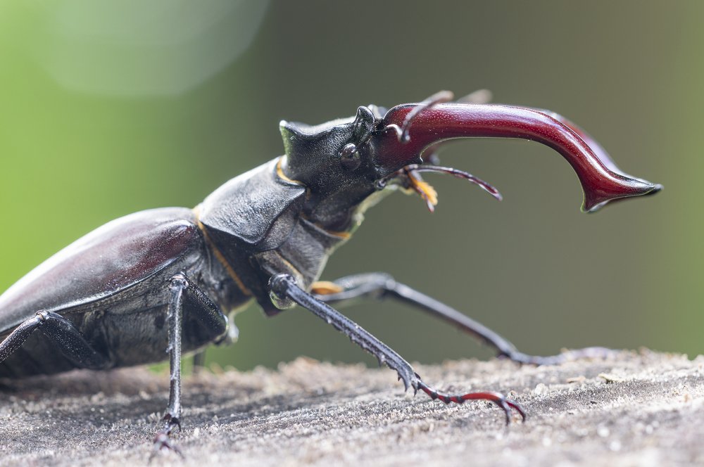 Photograph by Юрій Стороженко