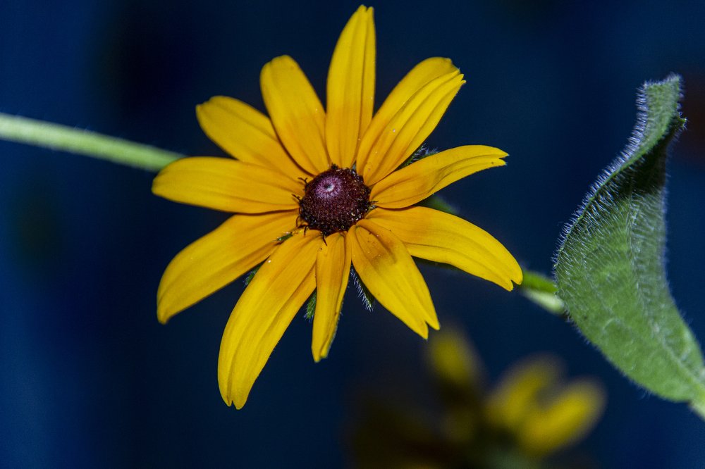 Photograph by Jamshed Shoev