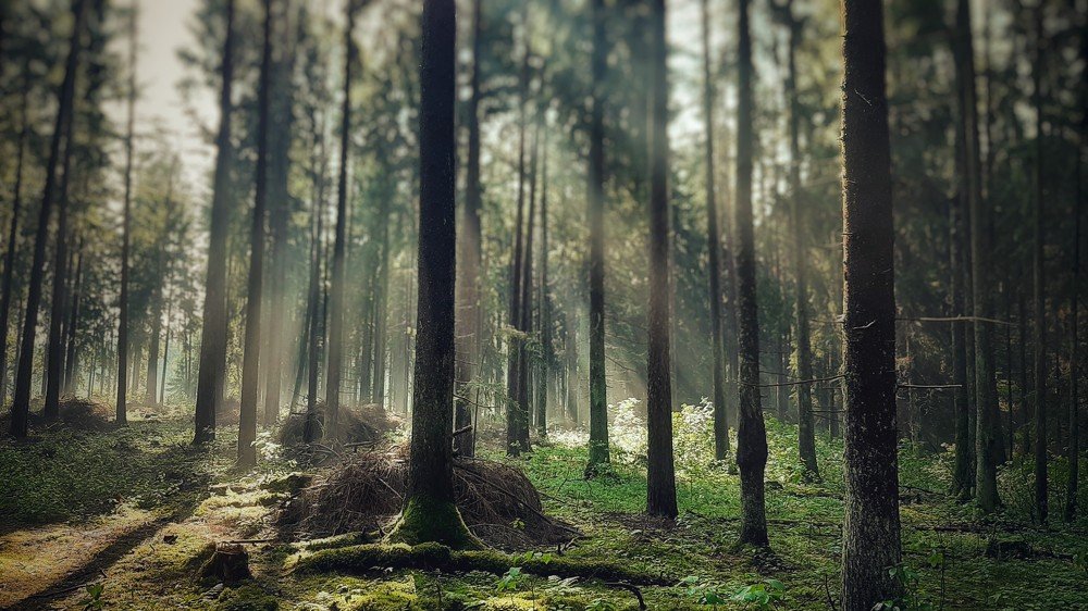 Forest and Morning Fog