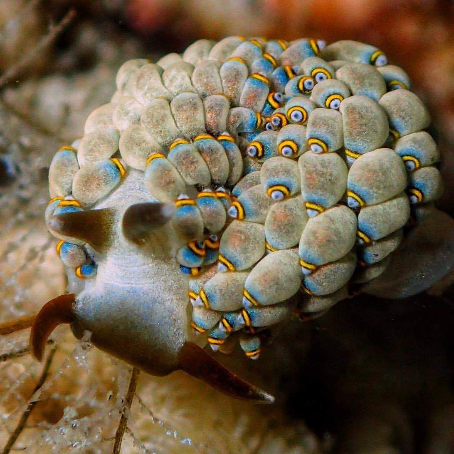 Underwater kingdom