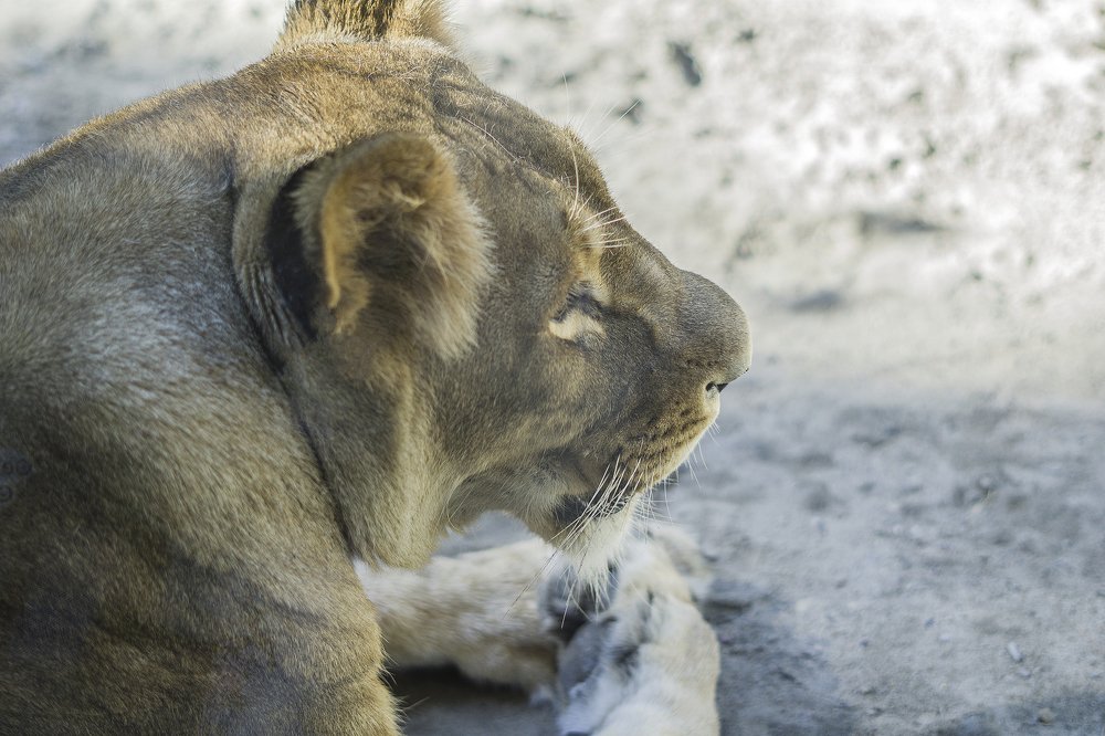 Photograph by Ольга Беспалько