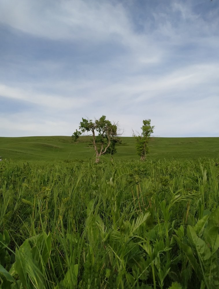Lonely tree