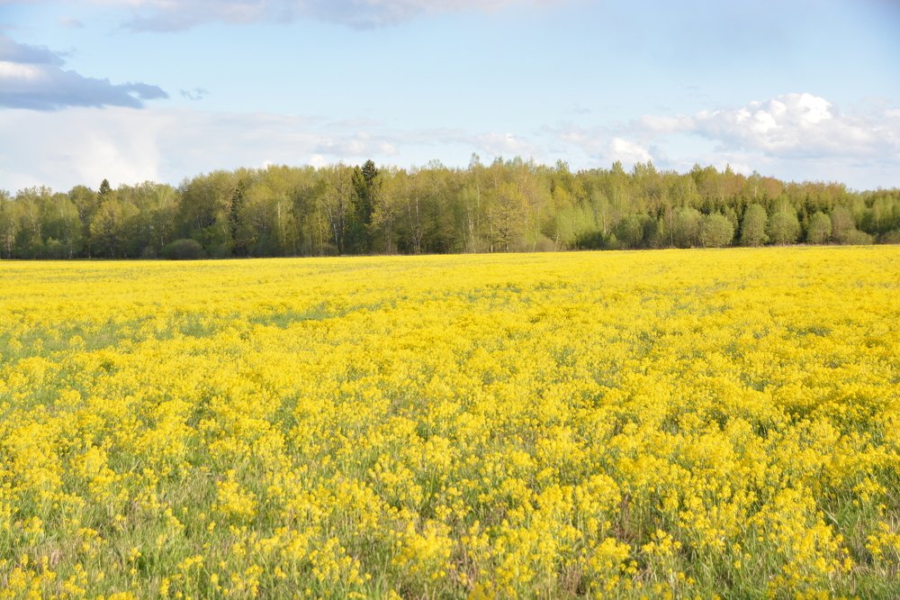 Photograph by Марина Шевцова