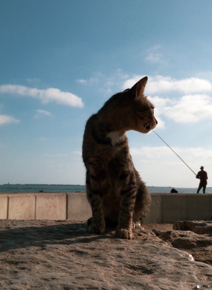 Photograph by Kareem Farghaly