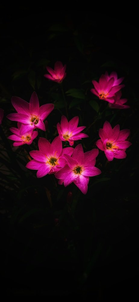Blooming lily