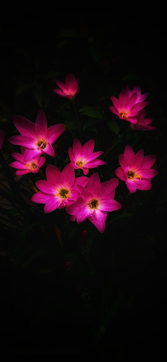 Blooming lily