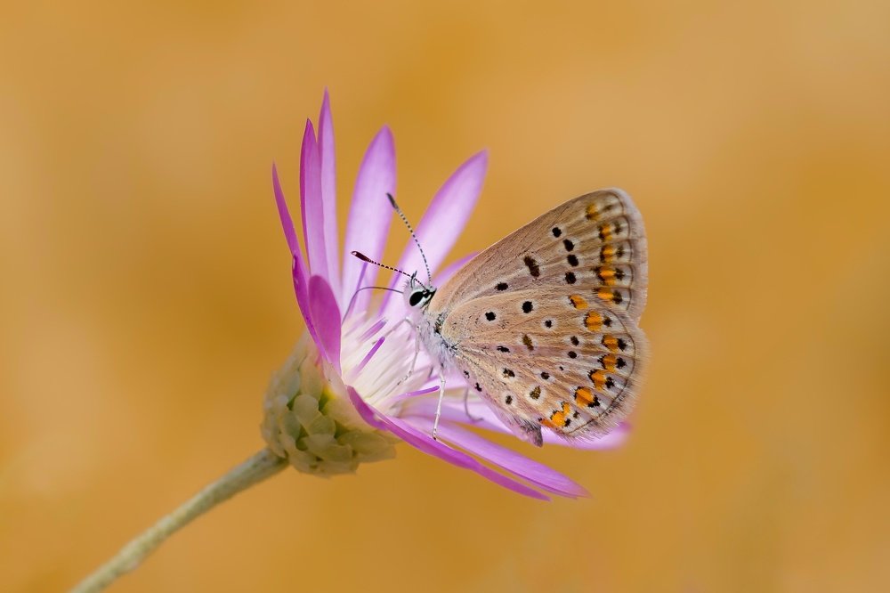 Photograph by Vahid Yavari