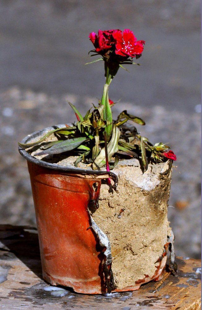 Photograph by علي الساعدي