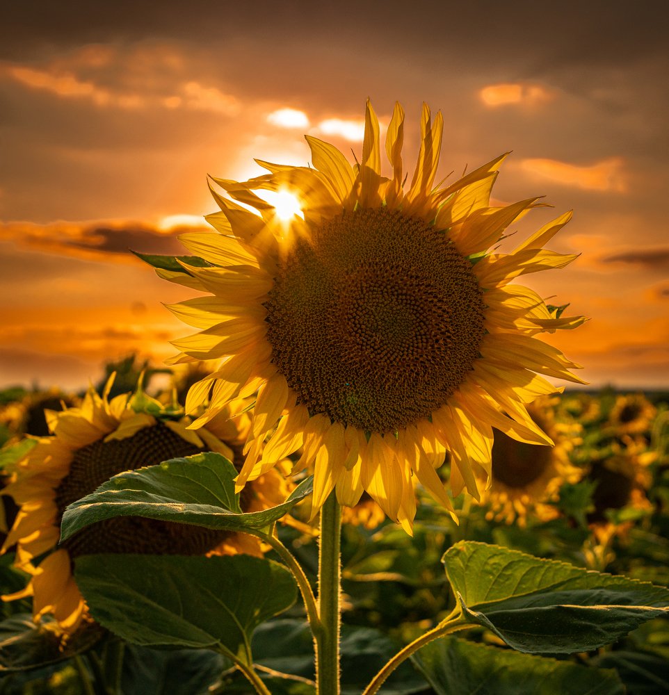Photograph by Szabolcs Vincze