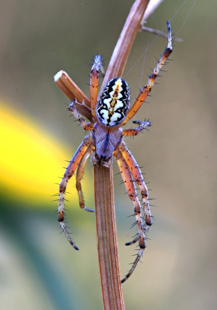 Паук Аргиопа  Брюнниха.