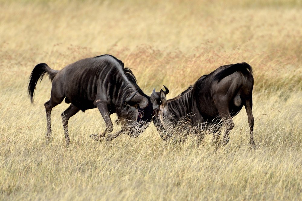 Фотография автора Mukul Mukherjee