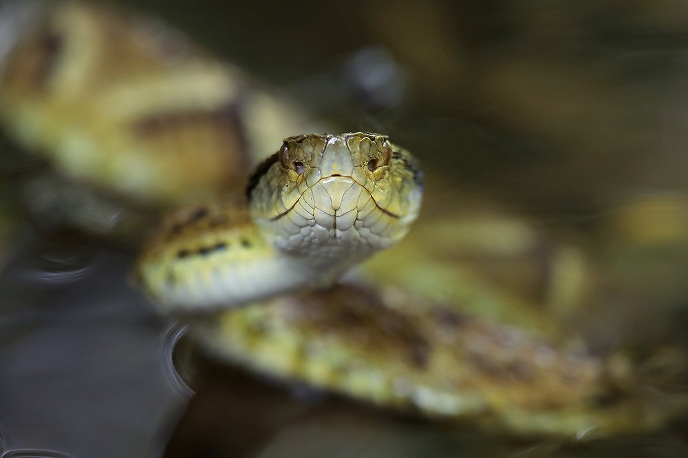 Фотография автора Ricardo Q T Rodrigues