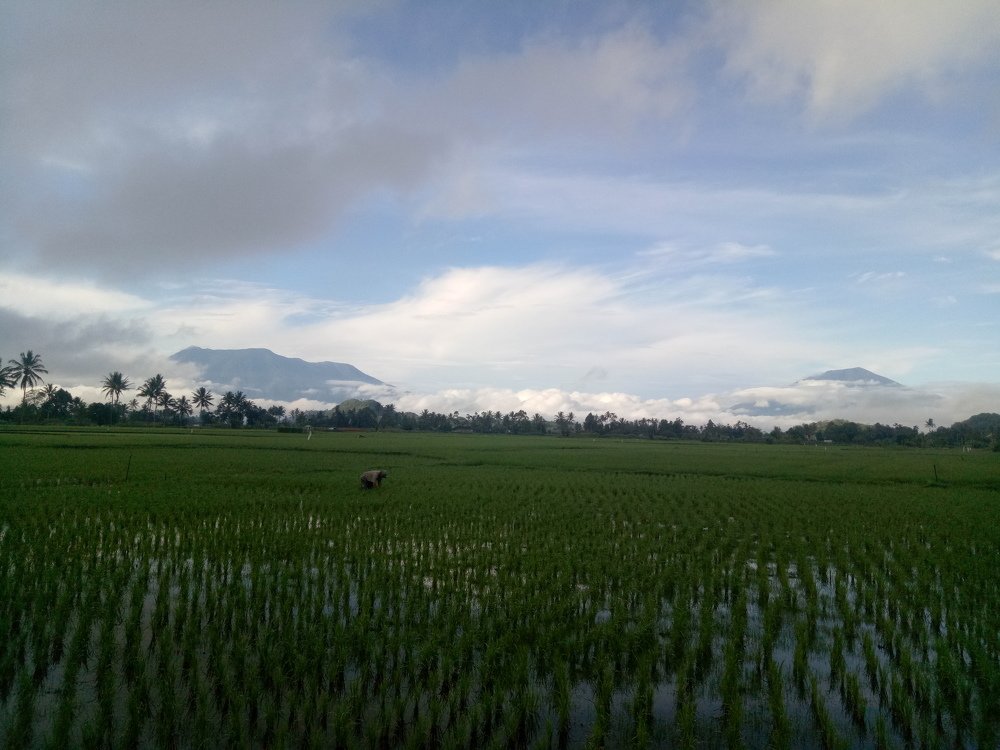 The Morning