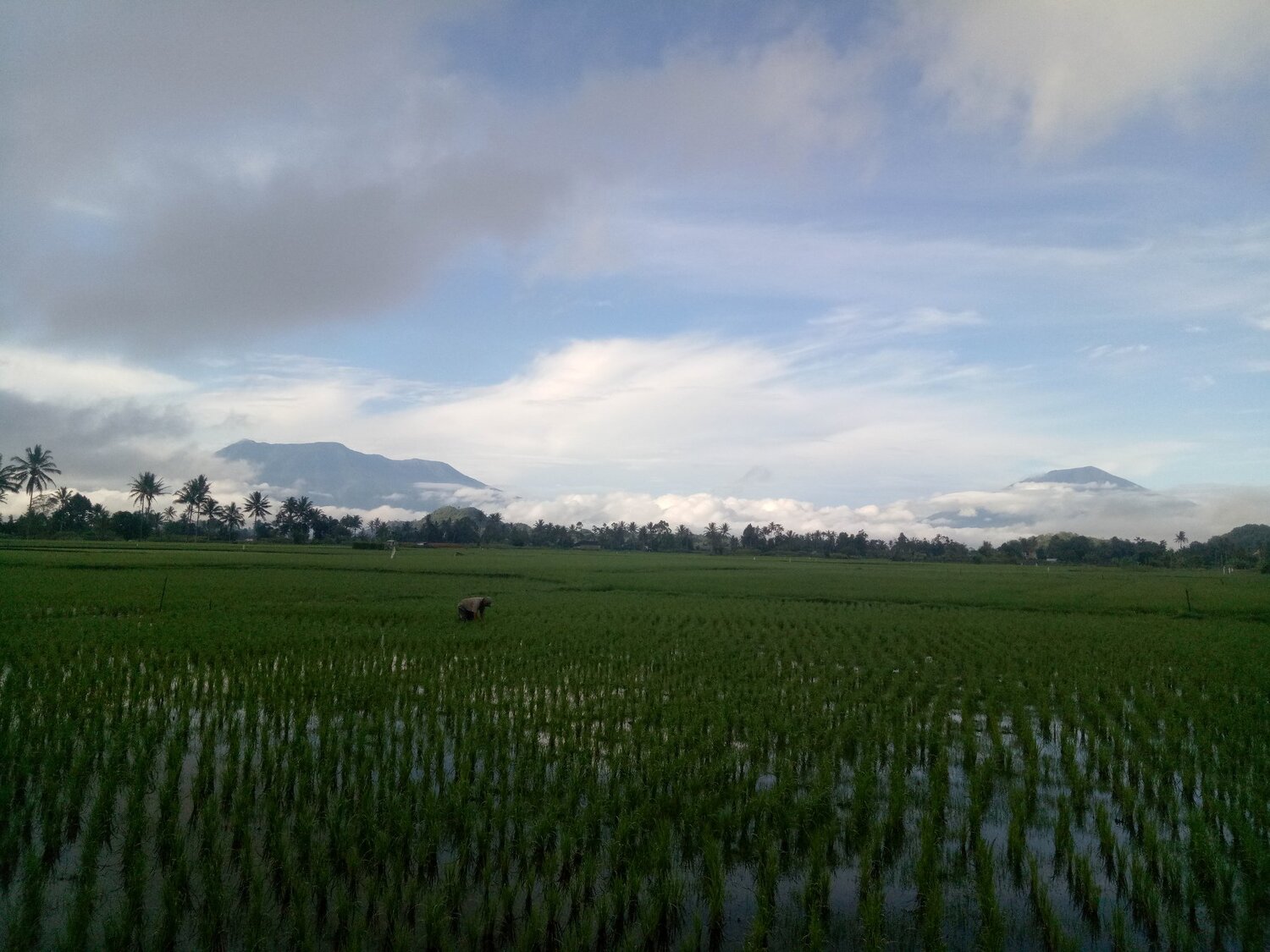 The Morning