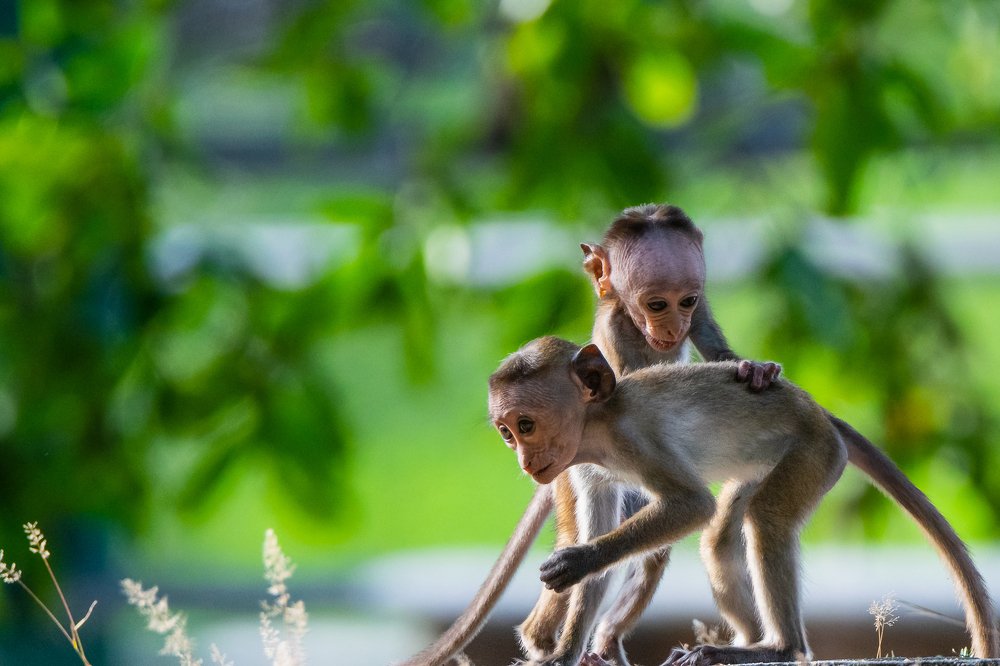 Photograph by Thillainayagam Sabesh