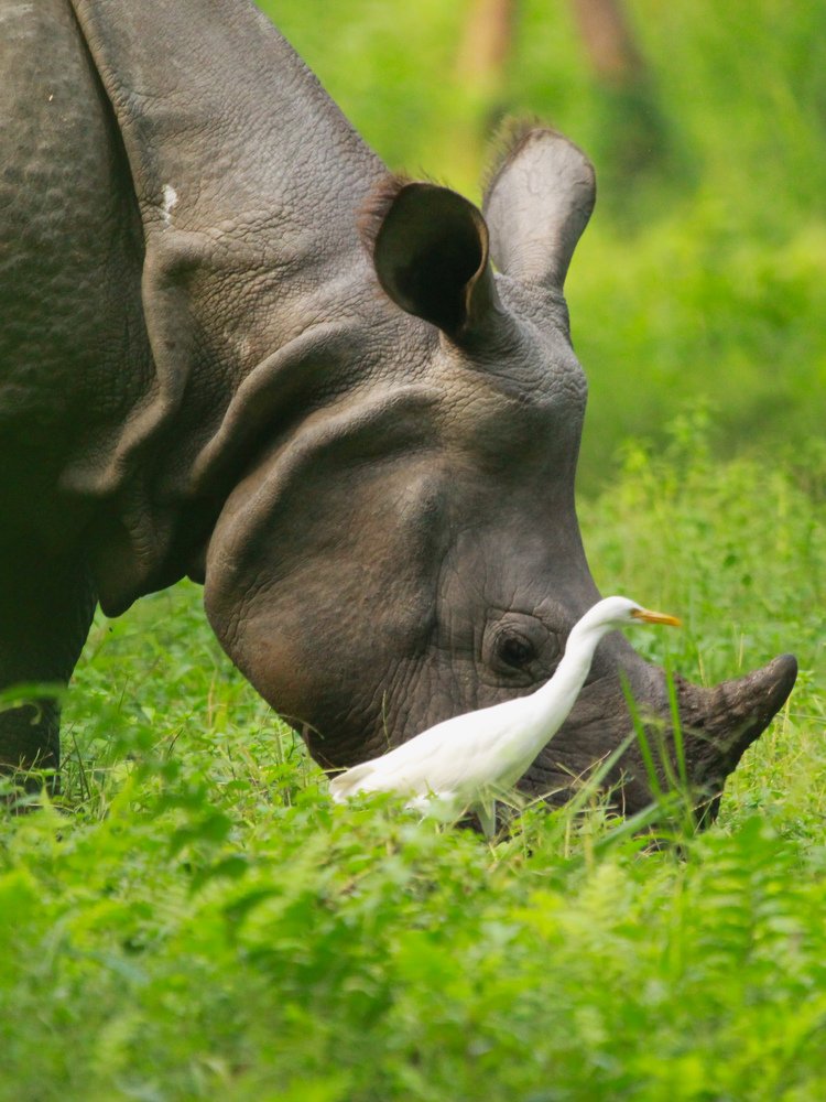 Photograph by Manoj nath
