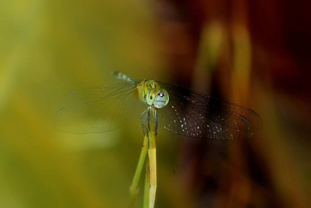 Photograph by Suyothami